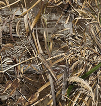 Realtree Camo Graphics Auto Emblem